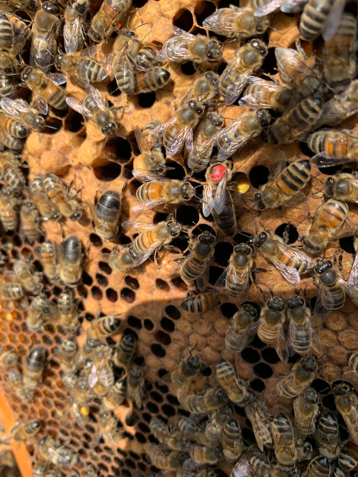 Queen Bee - 2025 Mated