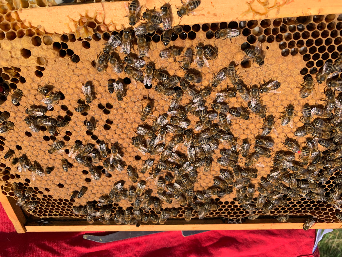 Pre order - Virgin Queen Bees