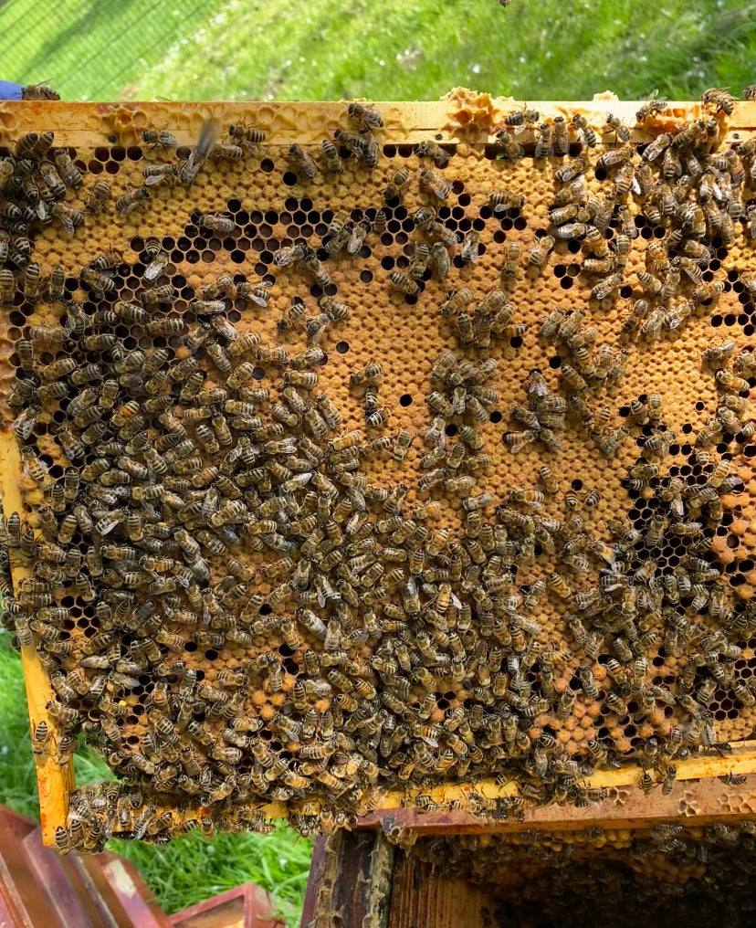 Overwintered 14 x 12 Deep National 6 frame Nucleus - collection only- Deposit
