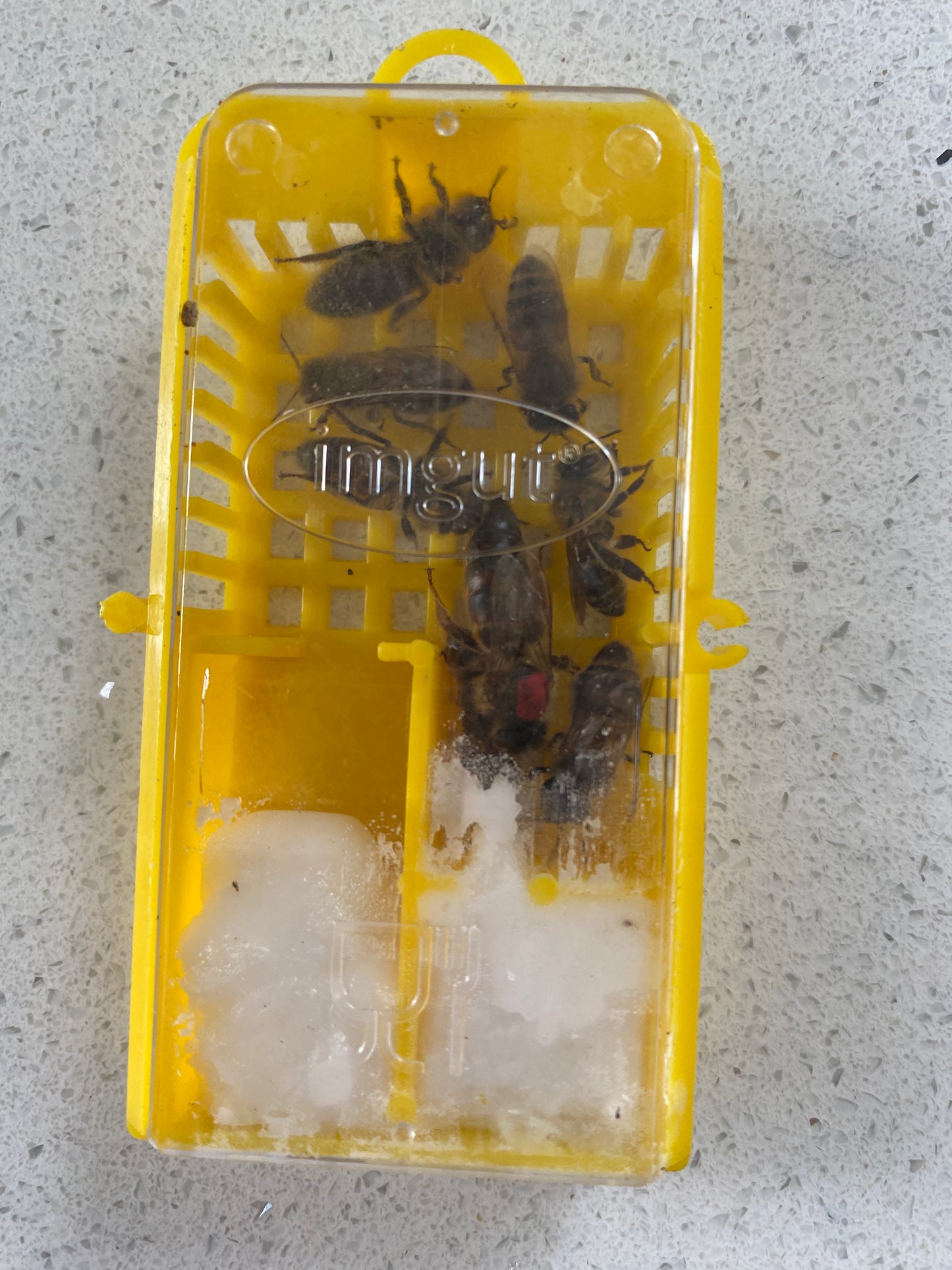 Queen Bee - 2025 Mated