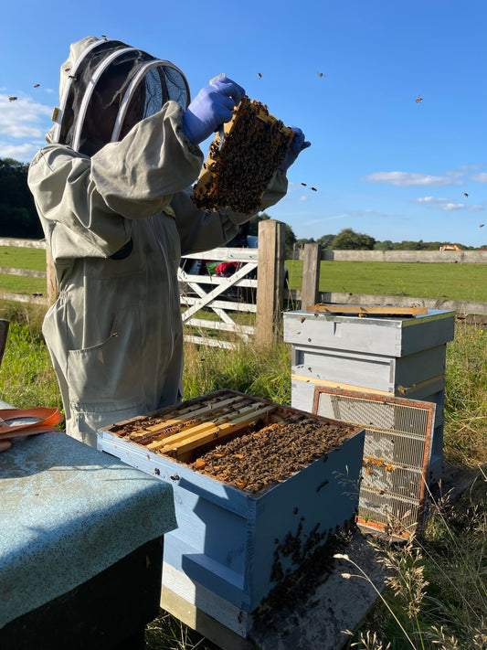 Improve your Beekeeping - 1-2-1 Mentoring sessions