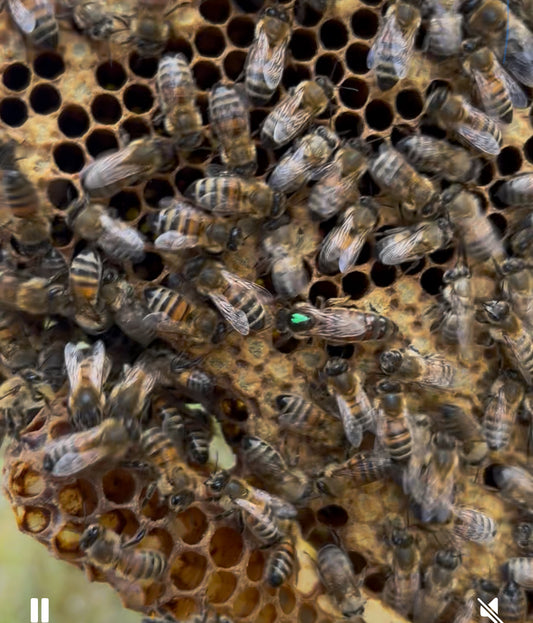 Queen Bee - 2025 Mated