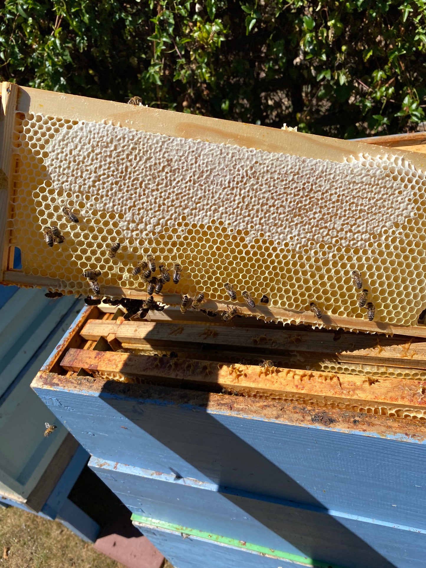 British Summer Honey Comb